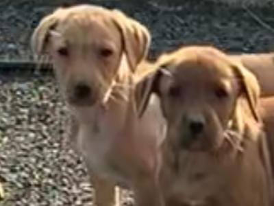 Beautiful IKC Registered Fox Red Labrador puppies in Cavan