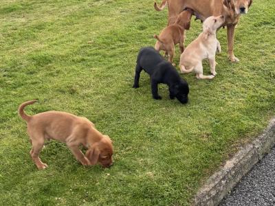 Beautiful IKC Registered Fox Red Labrador puppies in Cavan