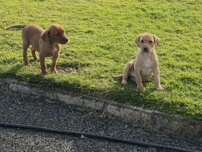 Beautiful IKC Registered Fox Red Labrador puppies in Cavan
