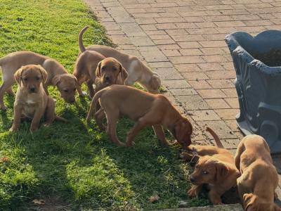 Beautiful IKC Registered Fox Red Labrador puppies in Cavan