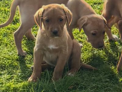 Beautiful IKC Registered Fox Red Labrador puppies in Cavan