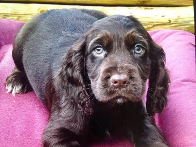3 Cocker Spaniel puppies in Donegal