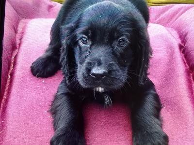 3 Cocker Spaniel puppies in Donegal
