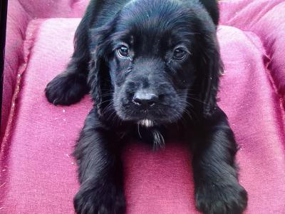 3 Cocker Spaniel puppies in Donegal