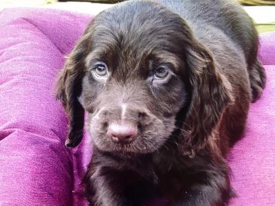 3 Cocker Spaniel puppies in Donegal