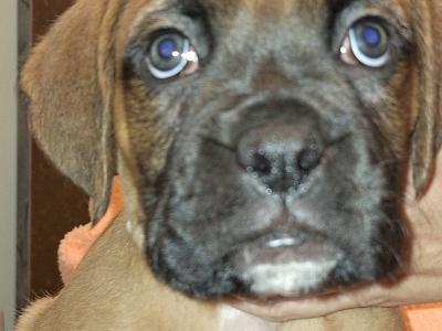 IKC Registered Boxer puppies for sale in Cork