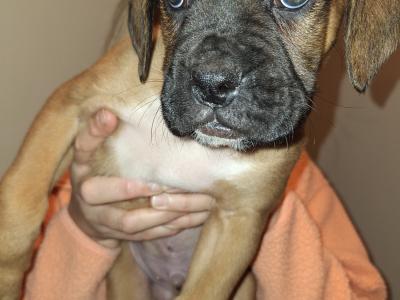 IKC Registered Boxer puppies for sale in Cork