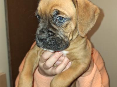 IKC Registered Boxer puppies for sale in Cork
