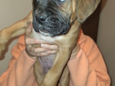 IKC Registered Boxer puppies for sale in Cork