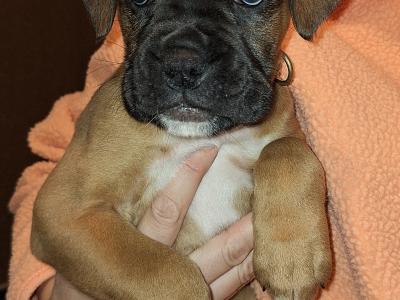 IKC Registered Boxer puppies for sale in Cork