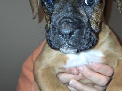 IKC Registered Boxer puppies for sale in Cork