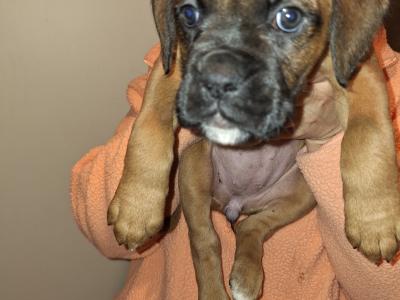 IKC Registered Boxer puppies for sale in Cork