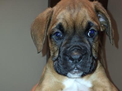 IKC Registered Boxer puppies for sale in Cork