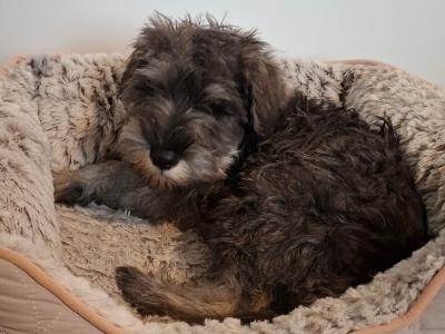 IKC Registered *NOT Neutered* Minature Schnauzer female puppy in Waterford