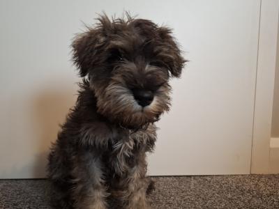 IKC Registered *NOT Neutered* Minature Schnauzer female puppy in Waterford