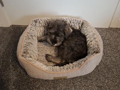 IKC Registered *NOT Neutered* Minature Schnauzer female puppy in Waterford