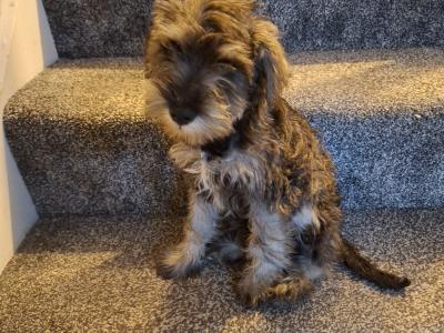 IKC Registered *NOT Neutered* Minature Schnauzer female puppy in Waterford