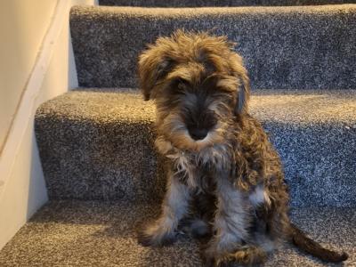 IKC Registered *NOT Neutered* Minature Schnauzer female puppy in Waterford