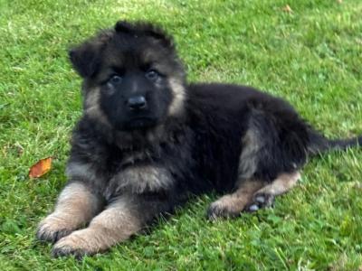 IKC Registered German Shepherd puppies in Laois