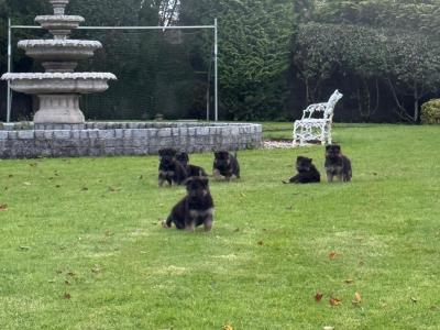 IKC Registered German Shepherd puppies in Laois