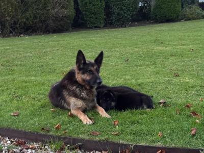 IKC Registered German Shepherd puppies in Laois