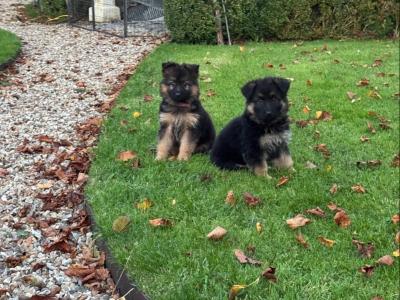 IKC Registered German Shepherd puppies in Laois