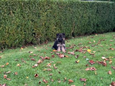 IKC Registered German Shepherd puppies in Laois