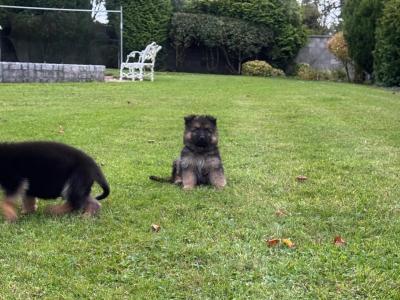 IKC Registered German Shepherd puppies in Laois