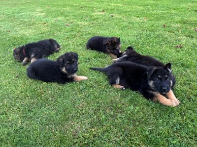 IKC Registered German Shepherd puppies in Laois