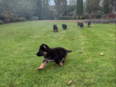 IKC Registered German Shepherd puppies in Laois