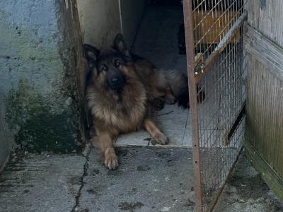 IKC Registered German Shepherd puppies in Laois
