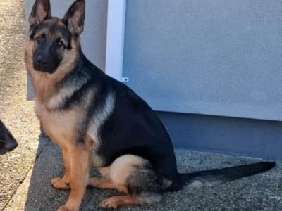 IKC Registered German Shepherd puppies in Laois