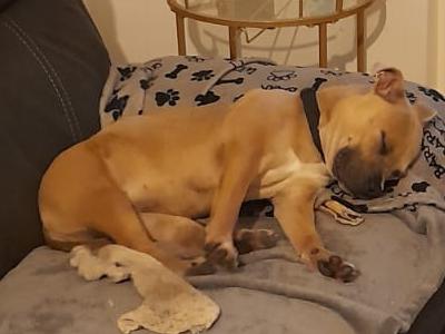 Rocco is a female Staffordshire puppy 12 months old in Dublin