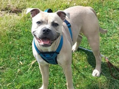 Rocco is a female Staffordshire puppy 12 months old in Dublin