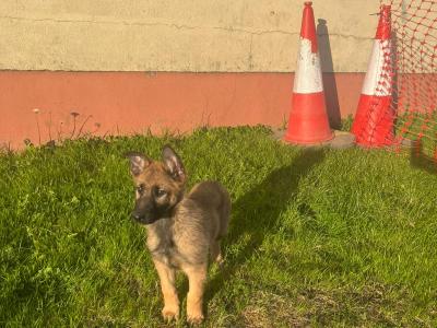 Lovely happy Belgian Shepherd / Malinois puppies in Tipperary