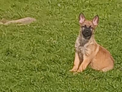 Lovely happy Belgian Shepherd / Malinois puppies in Tipperary