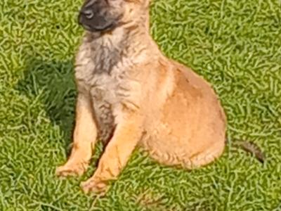 Lovely happy Belgian Shepherd / Malinois puppies in Tipperary