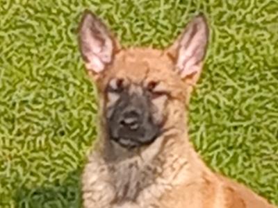 Lovely happy Belgian Shepherd / Malinois puppies in Tipperary
