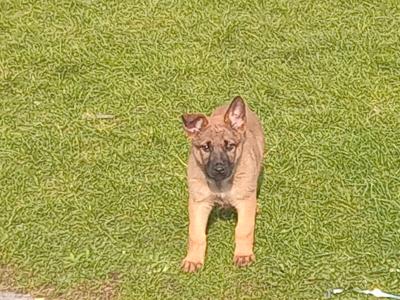 Lovely happy Belgian Shepherd / Malinois puppies in Tipperary