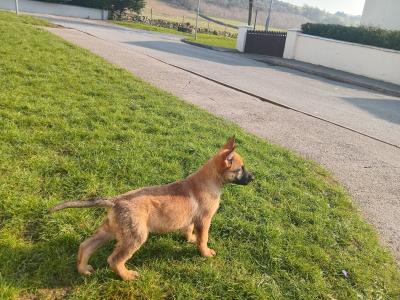 Lovely happy Belgian Shepherd / Malinois puppies in Tipperary