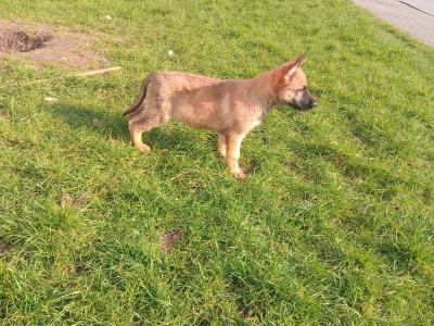 Lovely happy Belgian Shepherd / Malinois puppies in Tipperary