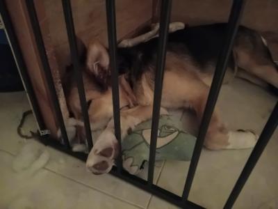 Female Border Collie x Shepherd puppy in Galway