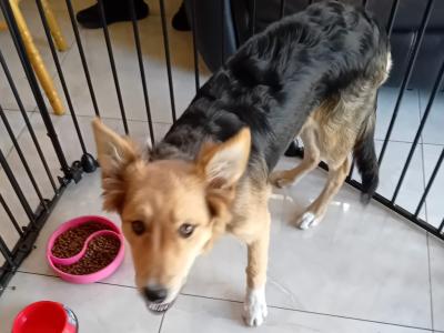 Female Border Collie x Shepherd puppy in Galway