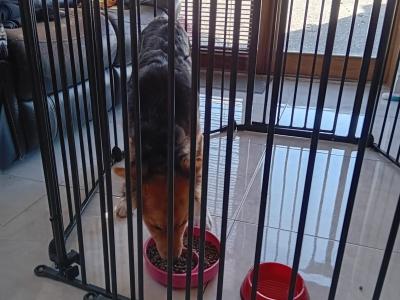 Female Border Collie x Shepherd puppy in Galway