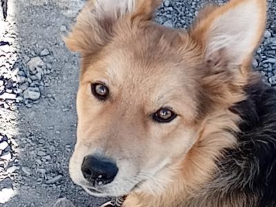 Female Border Collie x Shepherd puppy in Galway