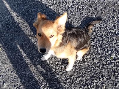 Female Border Collie x Shepherd puppy in Galway