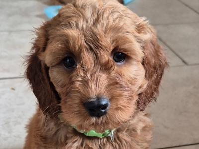 Cockapoo puppies in Meath