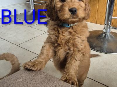 Cockapoo puppies in Meath
