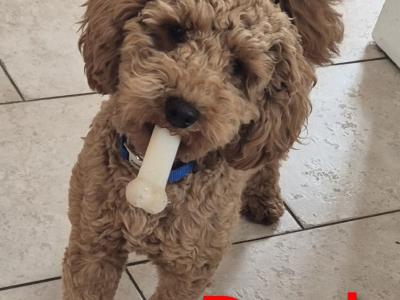 Cockapoo puppies in Meath