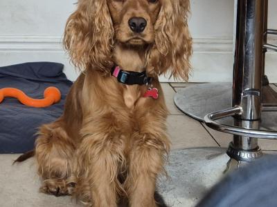 Cockapoo puppies in Meath